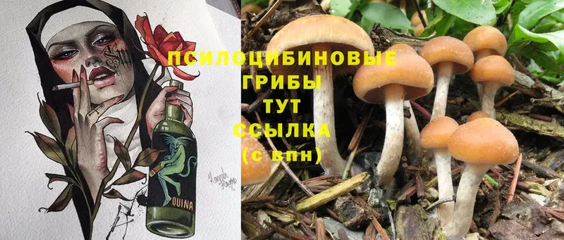 hydra зеркало  Чебоксары  Псилоцибиновые грибы Psilocybine cubensis 