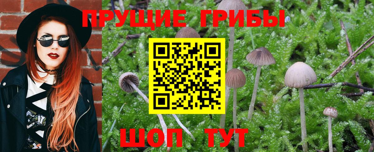 Псилоцибиновые грибы Psilocybe Чебоксары